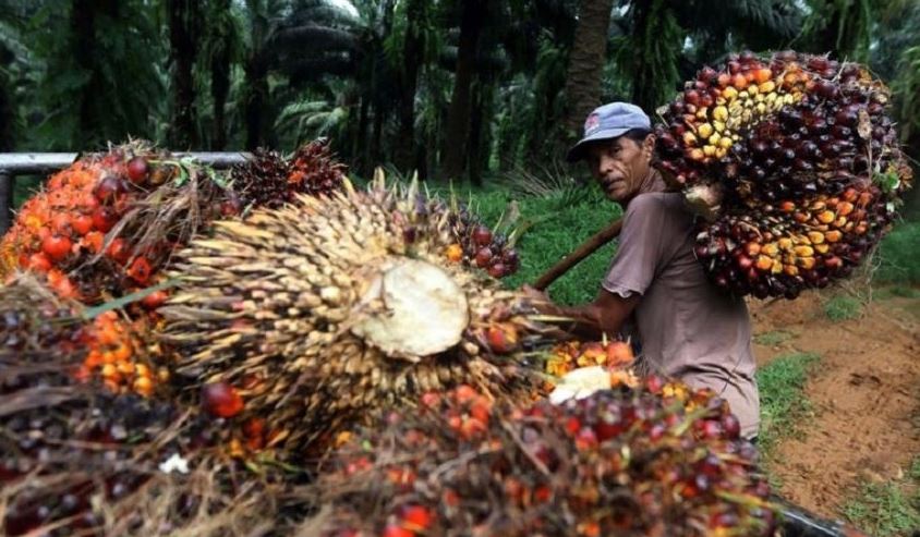 Petani Sawit Riau Diminta Bantu Pemerintah Cegah Karhutla..
